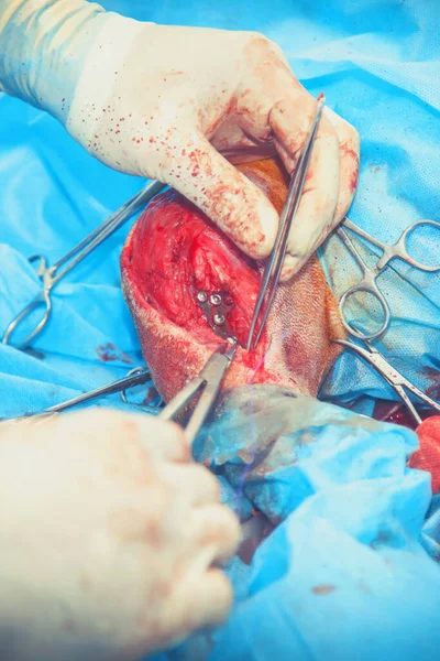 Χειρουργική Επέμβαση Σκύλου Κτηνιατρική Κλινική Κτηνιατρική Χειρουργική Επιδιόρθωση Τραυματισμένου Ποδιού — Φωτογραφία Αρχείου
