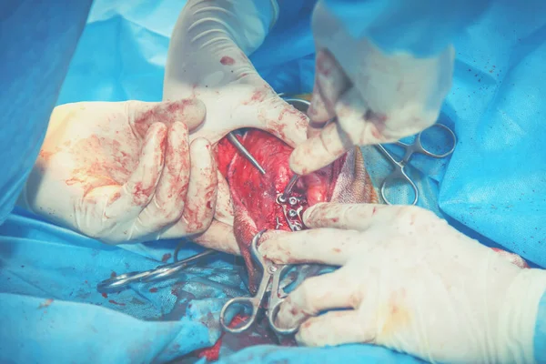 Kutya Állatkórházban Anin Műtét Közben Láb Megrepedése — Stock Fotó