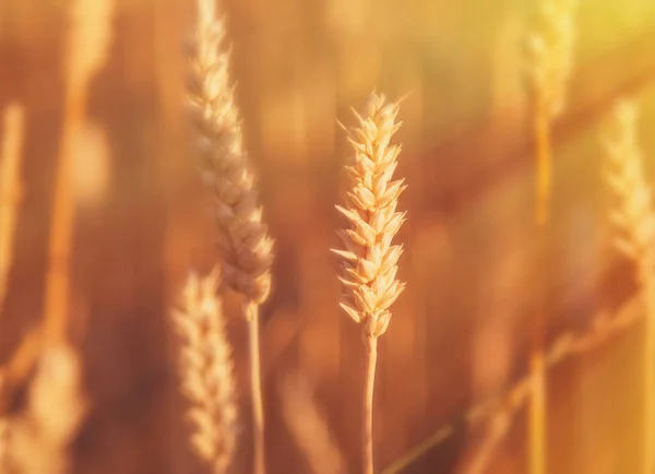 Weizenspitzen Sonnenstrahlen Getreide Auf Dem Feld Landwirtschaft Agronomie Industriekonzept Horizontales — Stockfoto