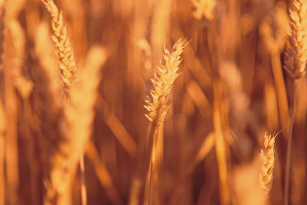 Picchi Grano Nei Raggi Del Sole Colture Cerealicole Campo Agricoltura — Foto Stock