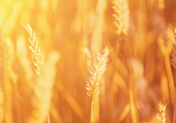Chiuda Punte Grano Raggi Sole Agricoltura Agronomia Industria Immagine Orizzontale — Foto Stock