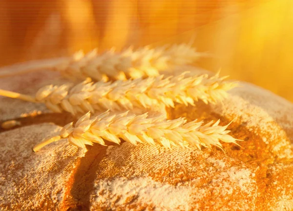 Taze Ekmek Buğdayın Makro Görüntüsü Sanayi Gıda Tarım Kavramı — Stok fotoğraf