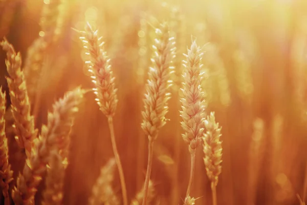 Шпильки Золотої Пшениці Літніх Сонячних Променях Зернові Культури Полі Сільське — стокове фото