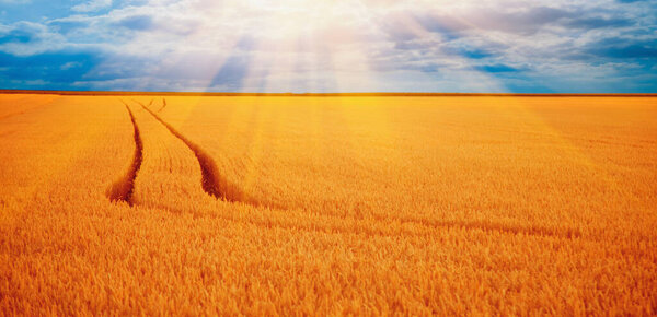 Ячменное поле на фоне голубого неба под сияющим солнечным светом. Сельское хозяйство, агрономия, промышленная концепция. Горизонтальное изображение.