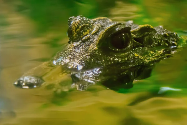 Zárd Krokodilt Zöld Vízbe Vad Természet — Stock Fotó
