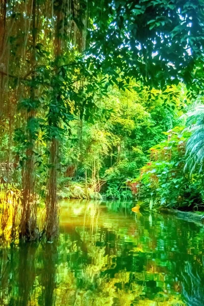 河流边热带森林美丽的野景 — 图库照片