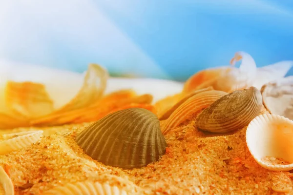 海的蓝色背景映衬着贝壳 旅游概念 — 图库照片