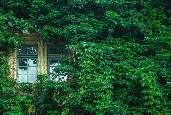 View Antique Window Wall Covered Ivy Copy Space — Stock Photo, Image