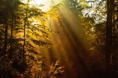 Güneş ışığında muhteşem bir orman manzarası. Güneş ağaçların arasından ışıldıyor. Dramatik renkli bir manzara. Güzellik dünyası.