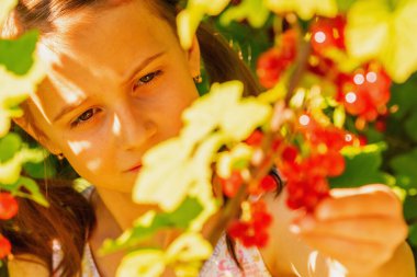 Vitaminler, sağlıklı gıda konsepti. Genç kızın portresi, çalıların yeşil arka planında kırmızı frenk üzümü hasat ediyor. Yatay resim.