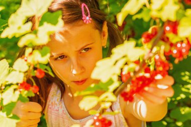 Vitaminler, sağlıklı gıda konsepti. Genç bir kız çalıların yeşil arka planında frenk üzümü topluyor. Yatay resim.