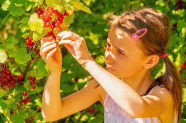 Vitaminler, sağlıklı yiyecekler, mutlu çocukluk konsepti. Güzel, genç, mutlu bir kız bahçede üzümlü frenk üzümü hasat ediyor. Böğürtlenlere odaklan.