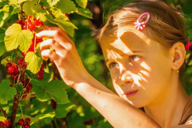 Vitaminler, sağlıklı yiyecekler, mutlu çocukluk konsepti. Genç mutlu kız bahçedeki üzümlü üzümleri hasat ediyor. Yatay resim.