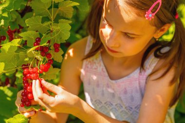 Vitaminler, sağlıklı yiyecekler, mutlu çocukluk konsepti. Genç mutlu kız bahçesinde frenk üzümü hasat ediyor.
