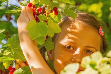 Vitaminler, sağlıklı yiyecekler, mutlu çocukluk konsepti. Kırmızı üzümlü üzümden taze meyve toplayan mutlu genç kızın portresi.