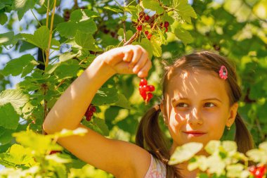 Vitaminler, sağlıklı yiyecekler, mutlu çocukluk konsepti. Güneşli yaz bahçesinde frenk üzümünden taze olgun çilek toplayan güzel genç bir kızın portresi. Çocuklar için sağlıklı beslenme.