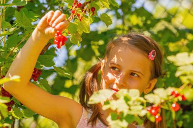 Vitaminler, taze sağlıklı yiyecekler, doğal ekolojik gıda konsepti. Yaz bahçesinde frenk üzümü toplayan esmer kız portresi.. 