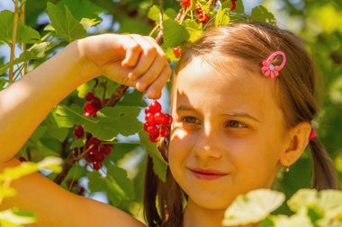 Vitaminler, taze sağlıklı yiyecekler, doğal ekolojik gıda konsepti. Yaz bahçesinde frenk üzümü toplayan esmer kız portresi. Yatay resim.
