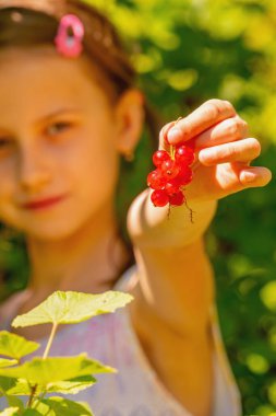 Genç kız böğürtlen topluyor. Taze yeşil yapraklı organik vitaminler. Seçici odaklanma. Dikey resim.