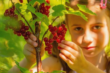 Vitaminler, taze sağlıklı yiyecekler, doğal ekolojik gıda konsepti. Frenk üzümünü toplayıp yiyen güzel bir genç kız. Eldeki seçici odaklanma.