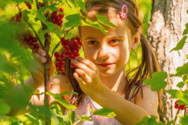 Vitaminler, taze sağlıklı yiyecekler, doğal ekolojik gıda konsepti. Güzel bir genç kız üzümlü kuşüzümü toplayıp yiyor..