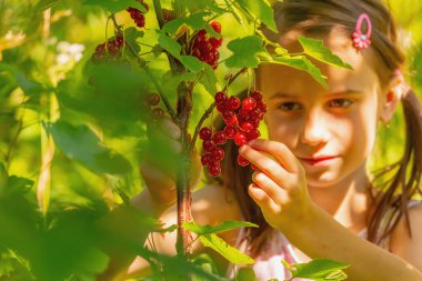 Esmer kız bahçede böğürtlen topluyor. Genç ve güzel bir kız çalılıktan frenk üzümü topluyor. Bahçeden taze sağlıklı yiyecekler, doğal ekolojik gıdalar. Boşluğu kopyala.