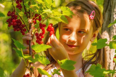 Vitaminler, sağlıklı yiyecekler, mutlu çocukluk konsepti. Genç bir kız üzümlü frenk üzümü topluyor.. 