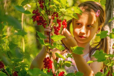 Vitaminler, sağlıklı yiyecekler, mutlu çocukluk konsepti. Frenk üzümü çalılarının yanında güzel bir genç kız. Boşluğu kopyala.