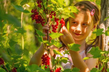 Vitaminler, sağlıklı yiyecekler, mutlu çocukluk konsepti. Genç bir kız çalı ve ağaçların yeşil arka planında frenk üzümü topluyor. Boşluğu kopyala.