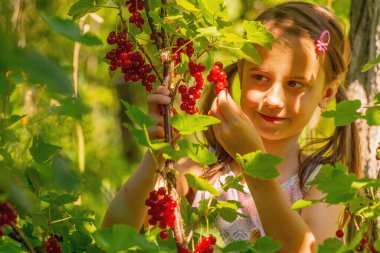 Vitaminler, sağlıklı yiyecekler, mutlu çocukluk konsepti. Genç bir kız kırmızı frenk üzümü topluyor. Boşluğu kopyala.