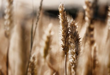 Arpa tarlası arka planında, güneş ışığında. Alt manzara. Tarım, tarım, endüstri konsepti. Metin veya tasarım için boşluk kopyala.