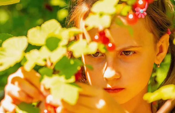 stock image Vitamins, healthy food concept. Close up young girl  harvests red currants berries on a green background of bushes. Horizontal image.