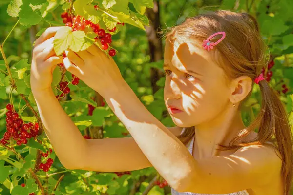 Vitaminler, sağlıklı yiyecekler, mutlu çocukluk konsepti. Genç bir kız, çalı ve ağaçların yeşil arka planında frenk üzümü topluyor..