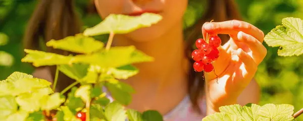 Girl Harvesting Berries Close Healthy Ripe Red Currant Summer Garden Stock Picture