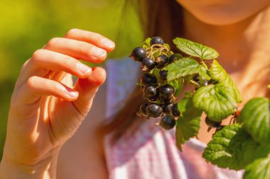 Kuşüzümü ve tarım konsepti hasat ediyorum. Kapat..