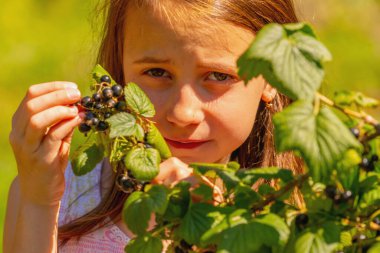 Kuşüzümü konsepti hasat ediyorum. Açık havada kuşüzümü toplayan genç ve güzel bir kız. Bitkilerin yeşil arka planı.