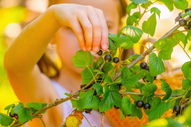 Açık havada kuşüzümü toplayan genç ve güzel bir kız. Yeşil bir arka plan. Yatay resim.
