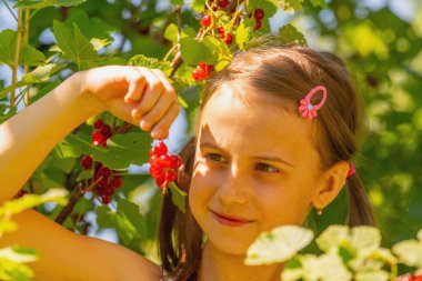 Vitaminler, taze sağlıklı yiyecekler, doğal ekolojik gıda konsepti. Genç esmer kız yaz bahçesinde frenk üzümü topluyor.