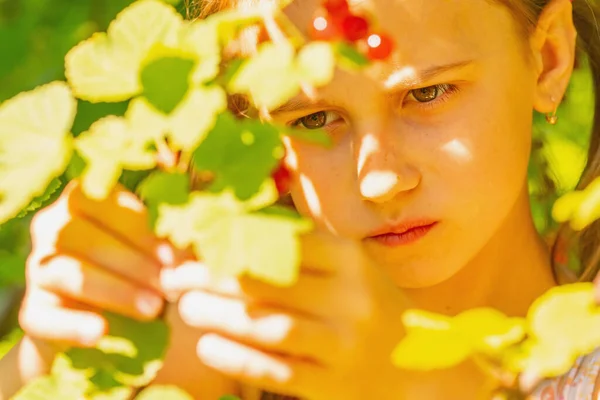 Stock image Vitamins, healthy food, happy childhood concept. Beautiful young happy girl harvests red currants berries in the garden.  Selective focus on the eyes. Horizontal image.