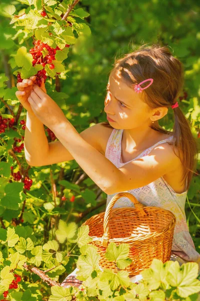 Vitamins, healthy food, happy childhood concept. Beautiful young happy girl harvests red currants berries in the garden.  Vertical image.