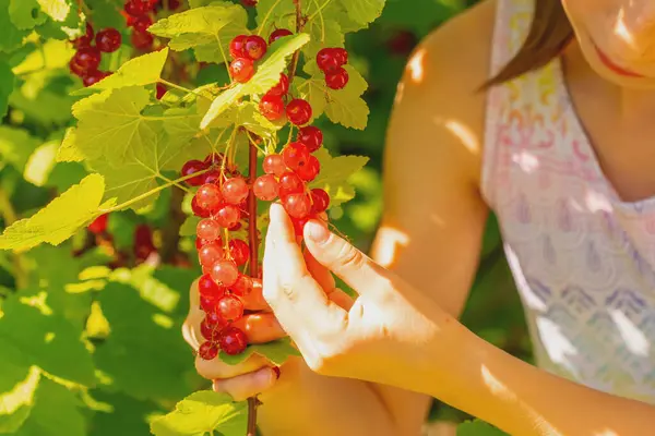 Vitamins, healthy food, happy childhood concept. Close up young hapy girl harvests red currants berries in the garden