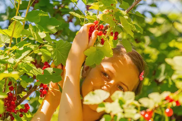 Vitamins, healthy food, happy childhood concept. Happy beautiful young girl  picking fresh ripe berry from red currant bush