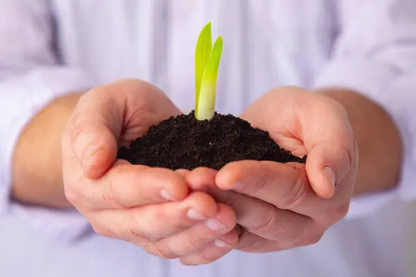 Businessman holding small green plant sprout with soil. Portrait of entrepreneur employee with growing tree. Startup project, profit, investment and growth concept. Horizontal image.