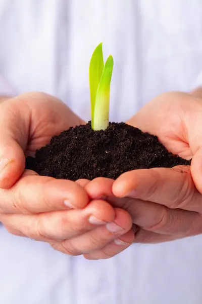 Businessman holding small green plant sprout with soil. Portrait of entrepreneur employee with growing tree. Startup project, profit, investment and growth concept. Vertical image.