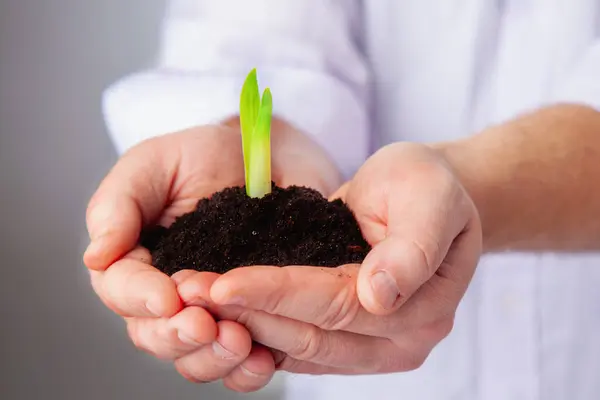 Businessman holding small green plant sprout with soil. Portrait of entrepreneur employee with growing tree. Startup project, profit, investment and growth concept