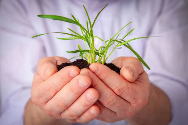 Man hold a small sprout and an earth handful. Horizontal image.
