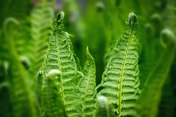 Beautiful fern leaf texture in nature. Natural ferns against blurred background. Fern leaves close up. Fern plants in forest. Background nature concept.