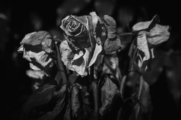 乾燥したバラの花の頭は死の象徴として 黒と白の水平画像 ストック写真