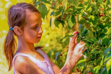 Genç mutlu kızın portresi çalılıktan sağlıklı meyveler yiyor. Organik ahududu çiftliğinde ahududu ve taze meyve topluyor..