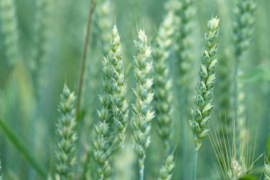 Buğday kulakları, buğday tarlası. Tarım, ekme zamanı, hasat süresi. 